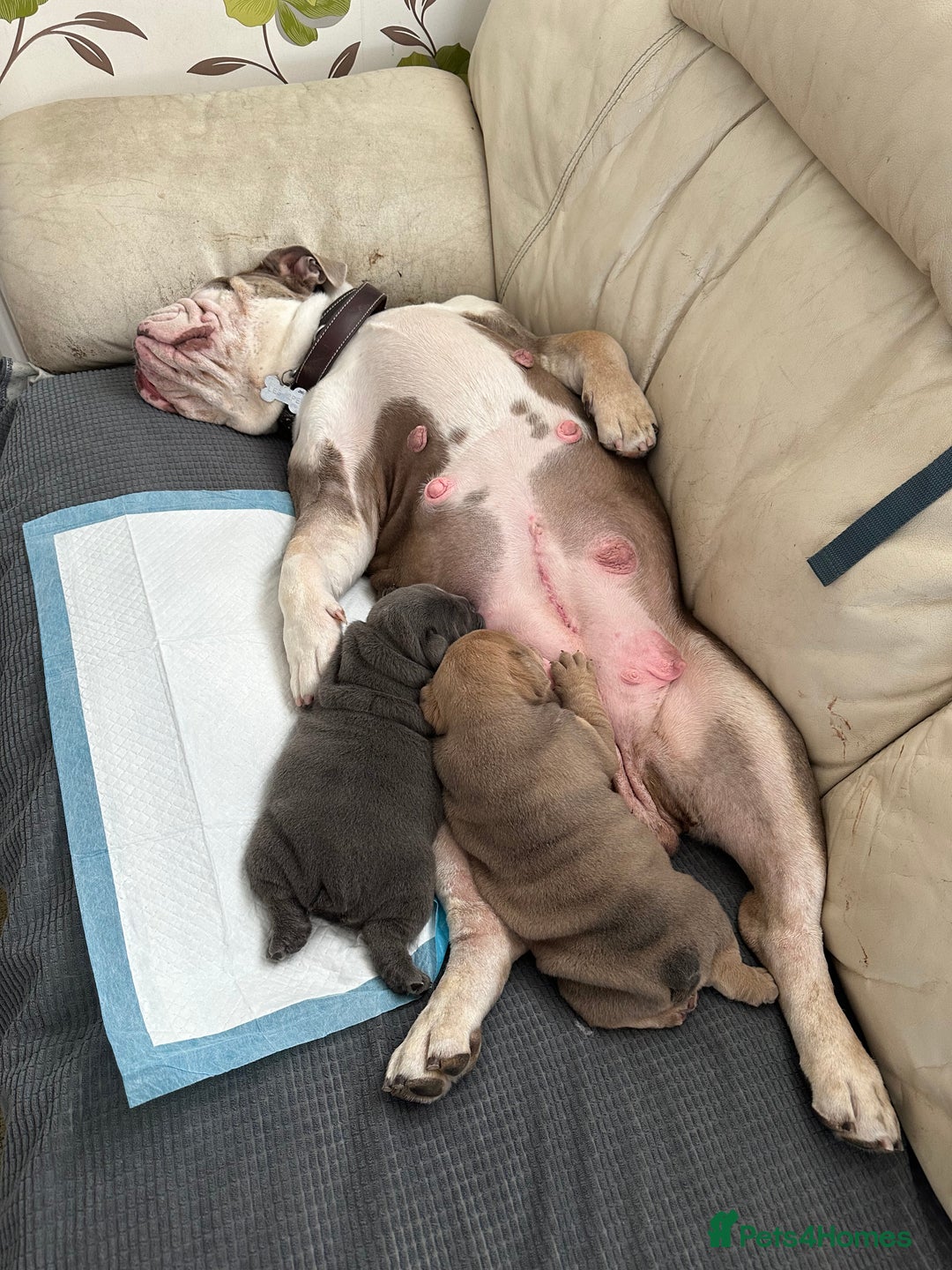 Olde English Bulldogge dogs for sale: 2 male gorgeous Ild English Bulldogs - Image 18
