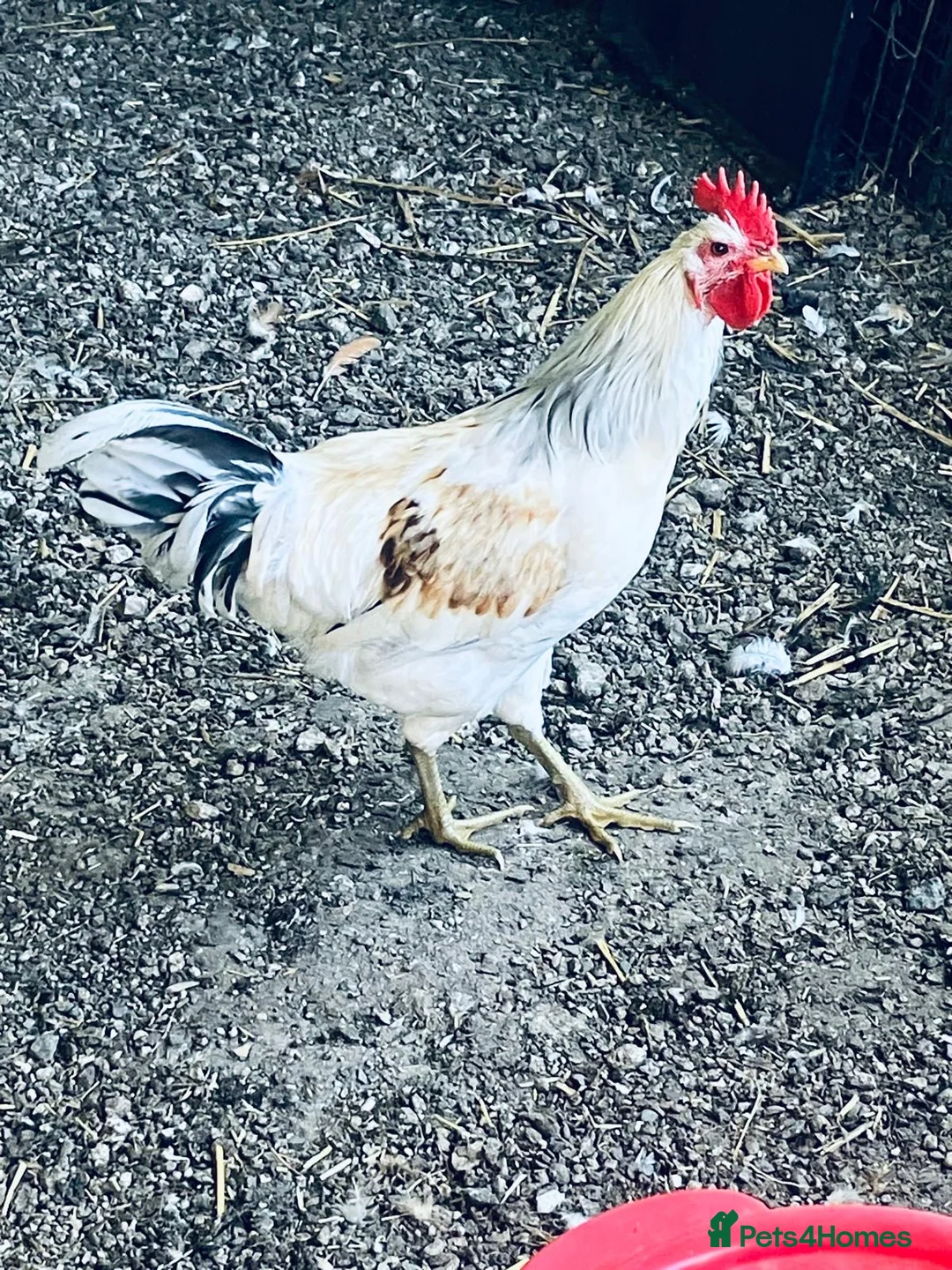 Chickens poultry for sale: Rooster  in Saint Columb - Advert 2