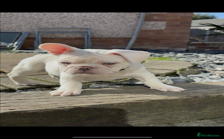 French Bulldog dogs - Advert 12