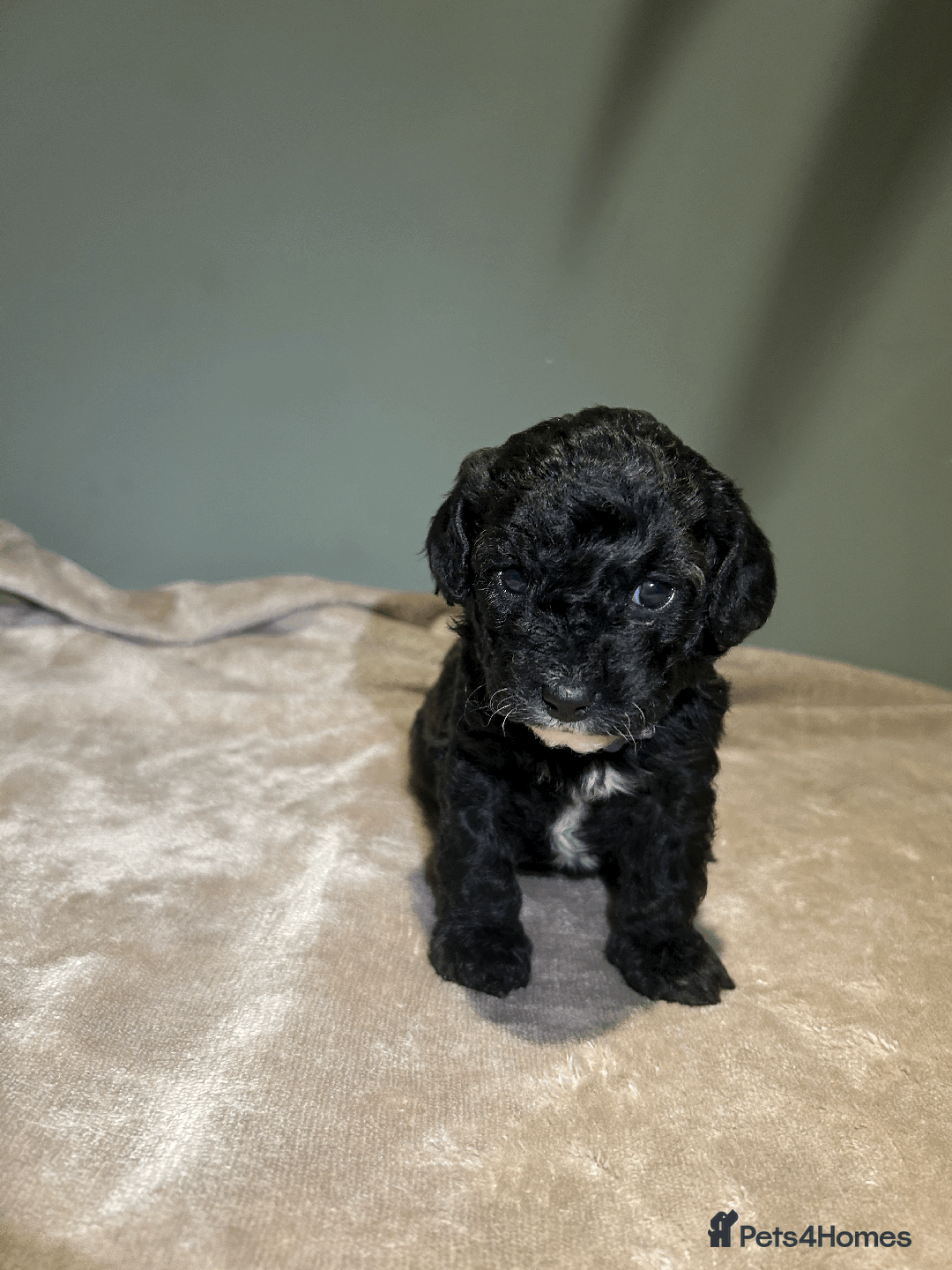 Cavachon dogs for sale: F1 CAVAPOOCHON PUPPIES  - Advert 11