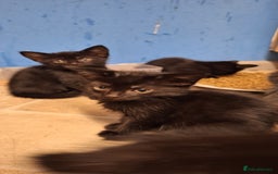 Mixed Breed cats for sale: 🐾 5 Gorgeous Kittens Ready for New Homes 🐾 - Image 2