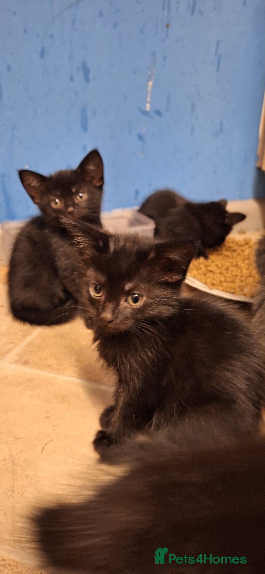 Mixed Breed cats for sale: 🐾 5 Gorgeous Kittens Ready for New Homes 🐾 - Image 2
