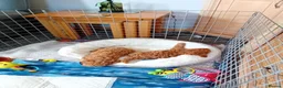 Toy Poodle dogs for sale: Very Small Toy Poodles - Advert 8