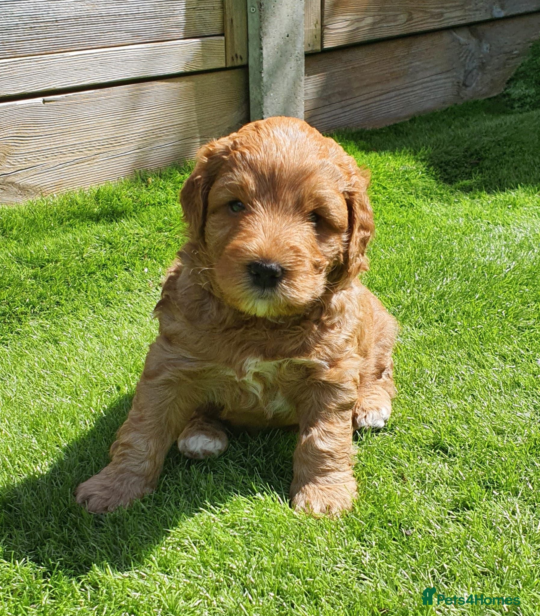 Australian Labradoodle dogs Health tested Australian Double Doodle  - Advert 2