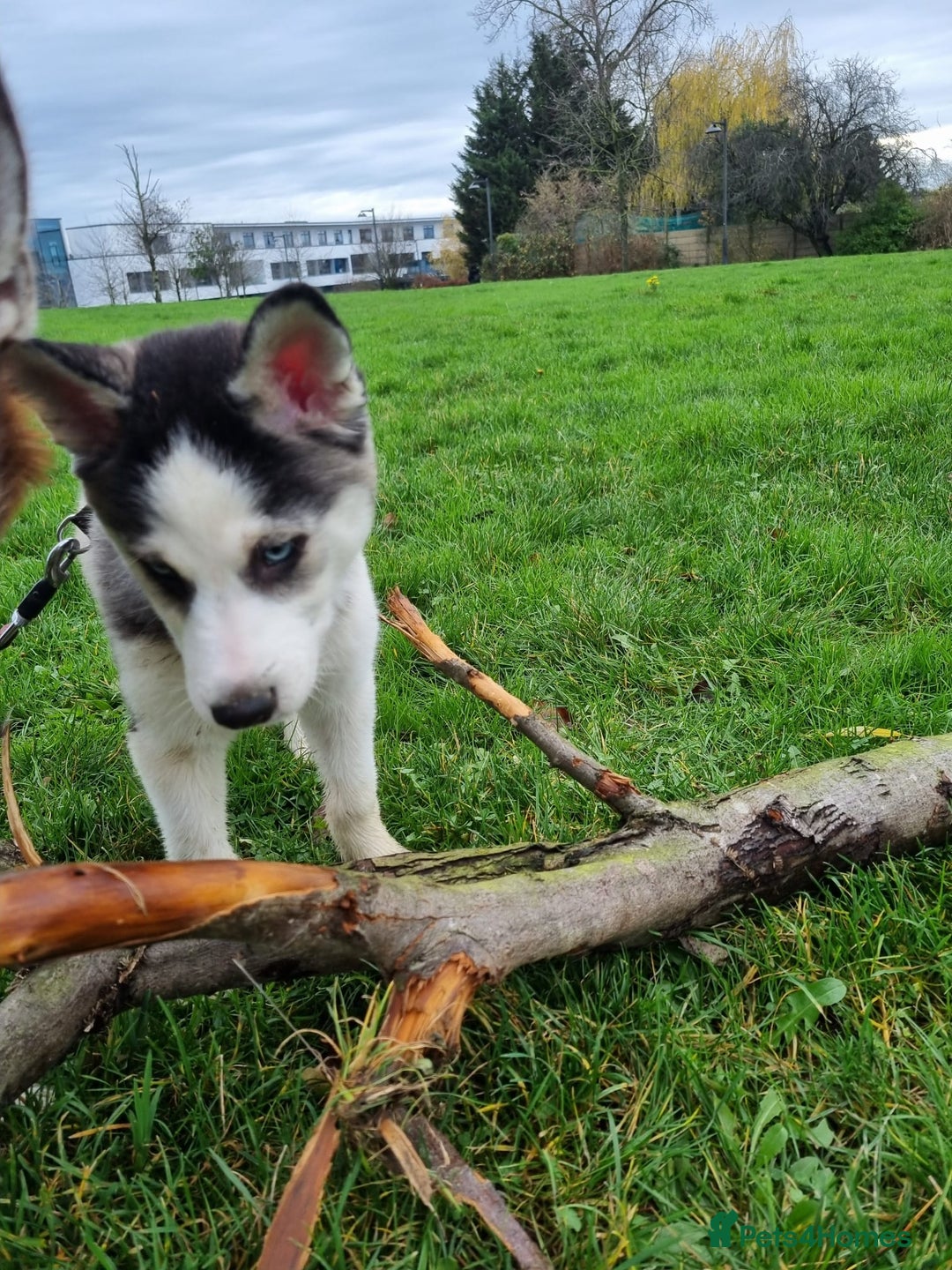 Mixed Breed dogs for sale: Pomsky for sale - Advert 17