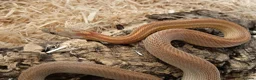 Corn Snake reptiles for sale: Beautiful, Captive-Bred Corn Snakes – DJL Exotics - Advert 3