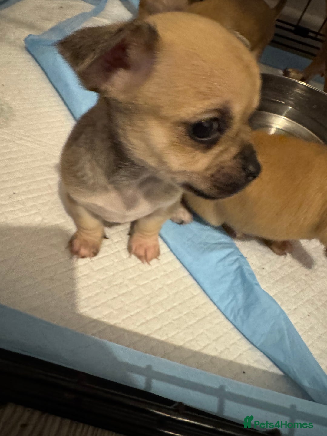 Chihuahua dogs for sale: Chihuahua pups - Image 2