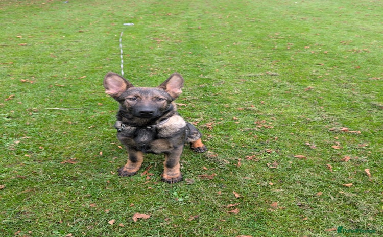 German Shepherd dogs German Shepherd puppies  - Advert 1