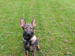 German Shepherd dogs German Shepherd puppies - Advert 17