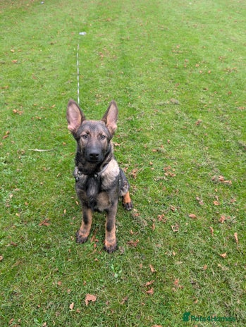 German Shepherd dogs German Shepherd puppies - Advert 1