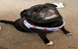 Pug dogs for sale: Lola the pug - Image 1