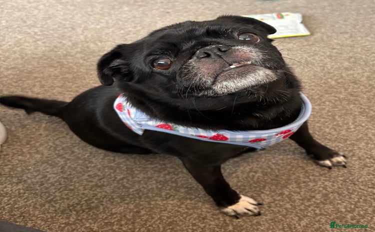Pug dogs - Advert 1
