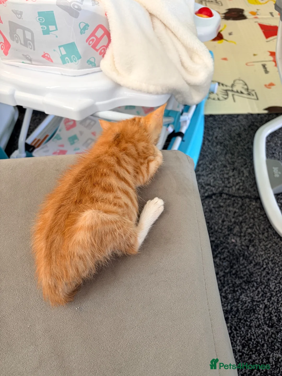 Mixed Breed cats for sale: Beautiful male kitten - Advert 6