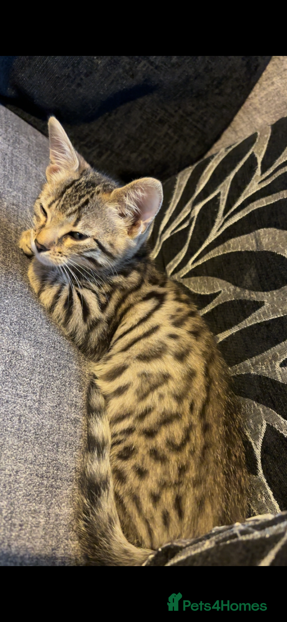 Bengal cats Bengal kitten  - Advert 4