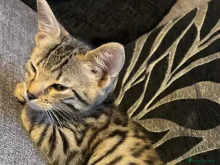 Bengal cats Bengal kitten - Advert 4