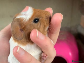 Guinea Pig rodents Baby Guinea Pigs - 2 girls 1 boy available - Advert 15