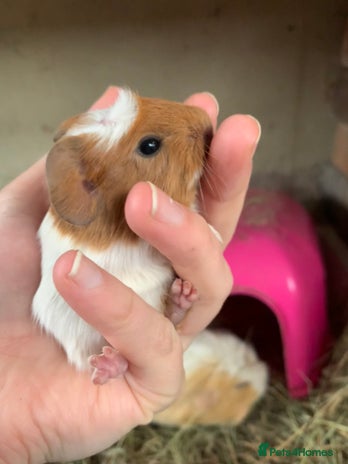 Guinea Pig rodents Baby Guinea Pigs - 2 girls 1 boy available - Advert 15