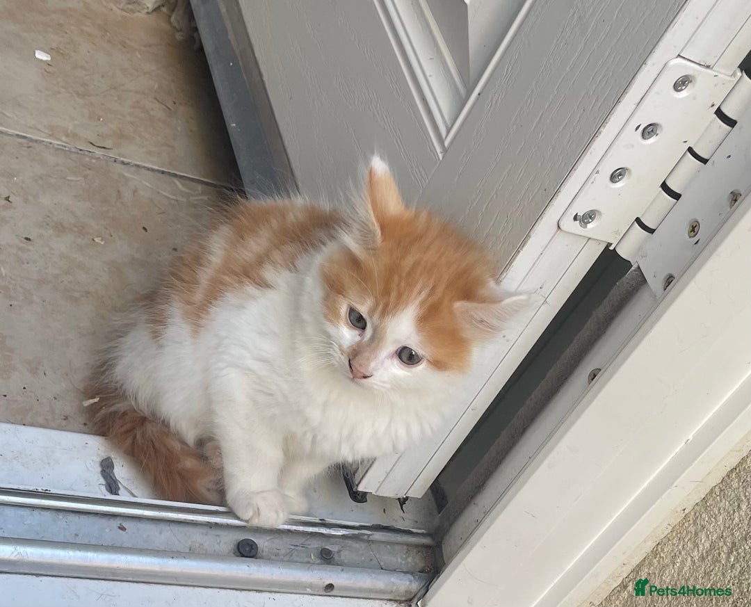 Mixed Breed cats for sale: Long haired kittens - Image 3