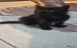 Mixed Breed cats for sale: 5 beautiful kittens - Image 13