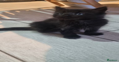 Mixed Breed cats - Advert 7