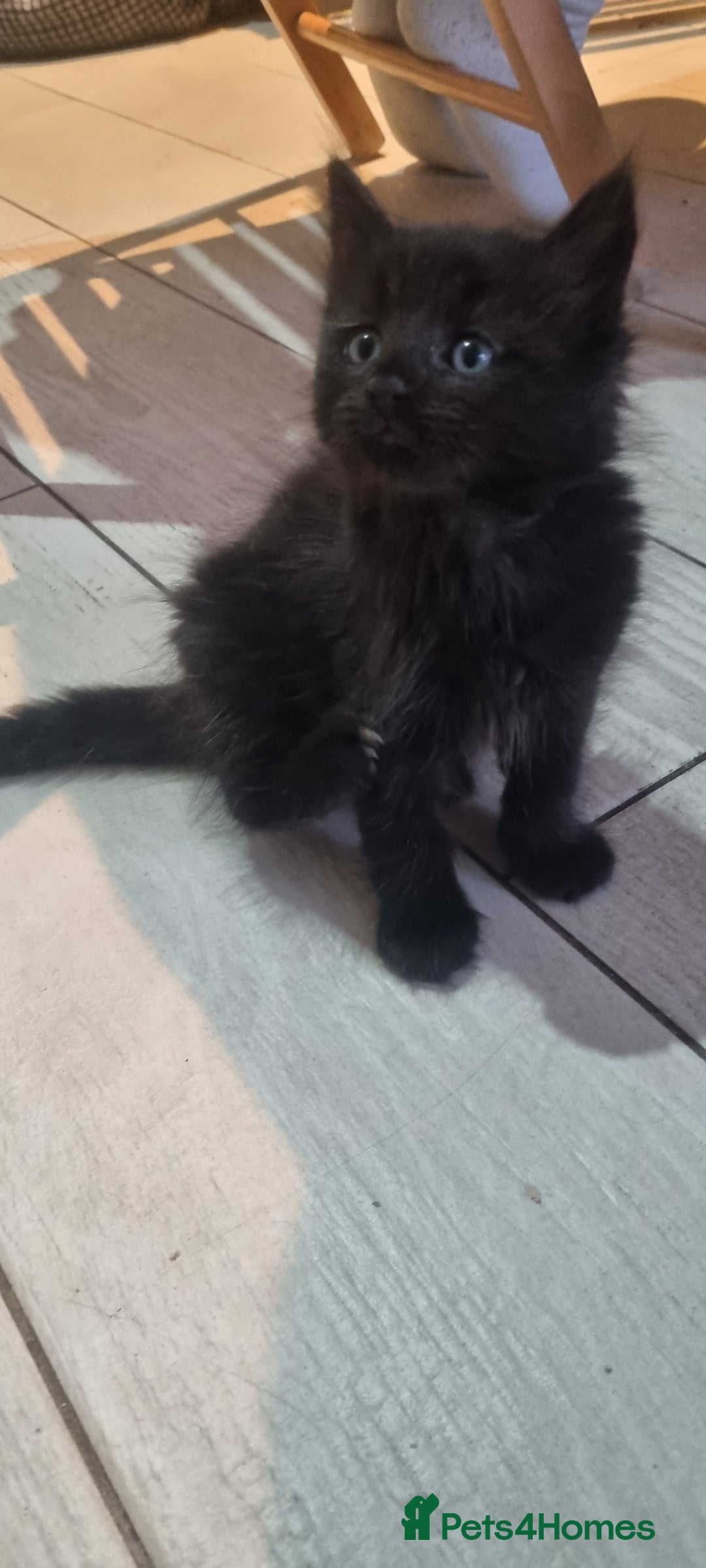 Mixed Breed cats for sale: 5 beautiful kittens - Image 13