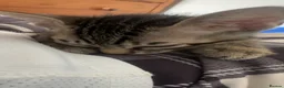 Mixed Breed cats for sale: Affectionate Kitten in London - Advert 4