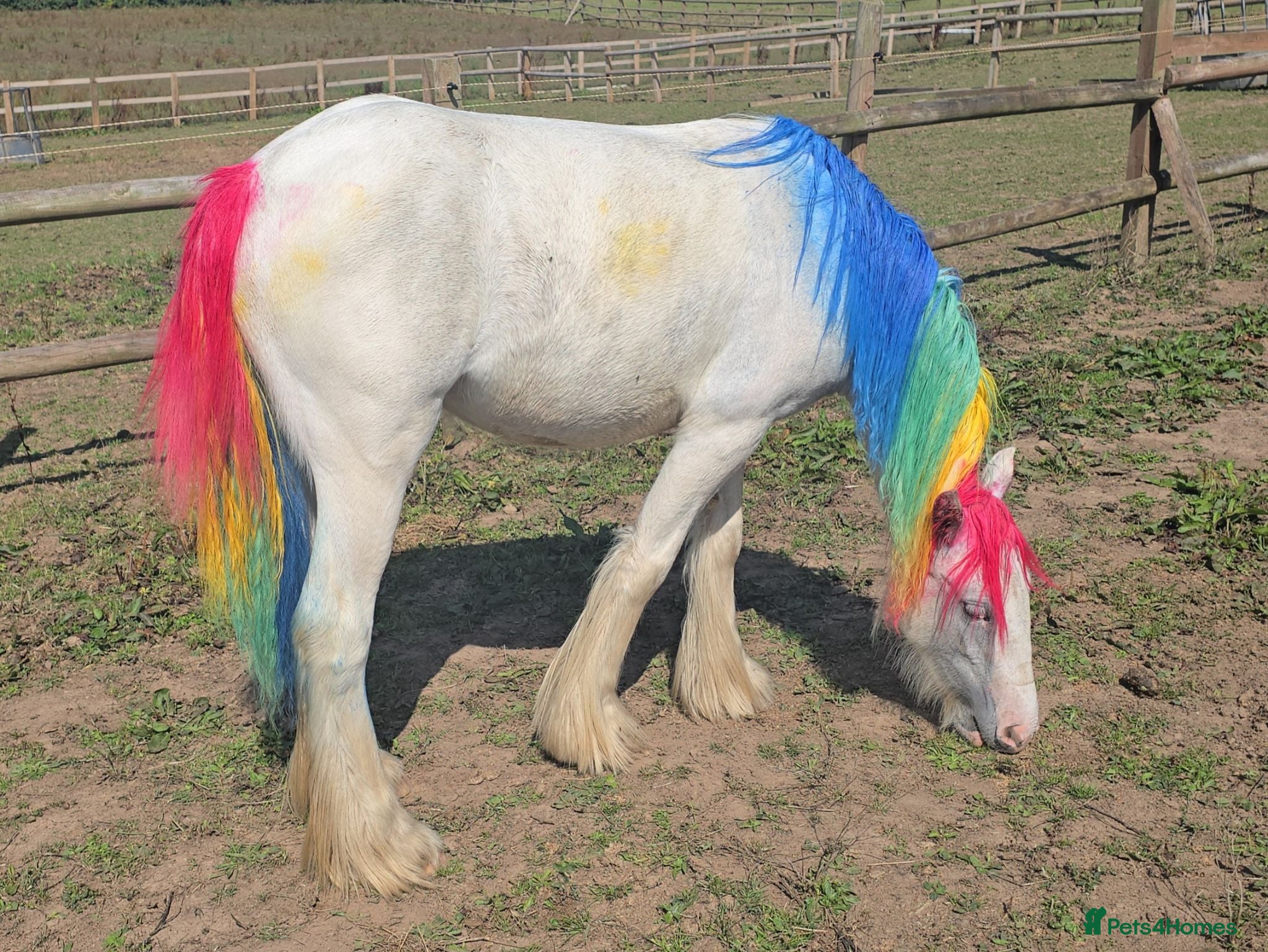 Irish Cob horses super friendly TGCA filly - Advert 23