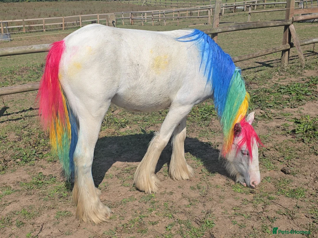 Irish Cob horses for sale: super friendly TGCA filly - Advert 1