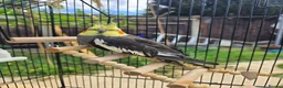 Cockatiels birds for sale: Cockatiel grey with yellow face in Dagenham - Advert 2