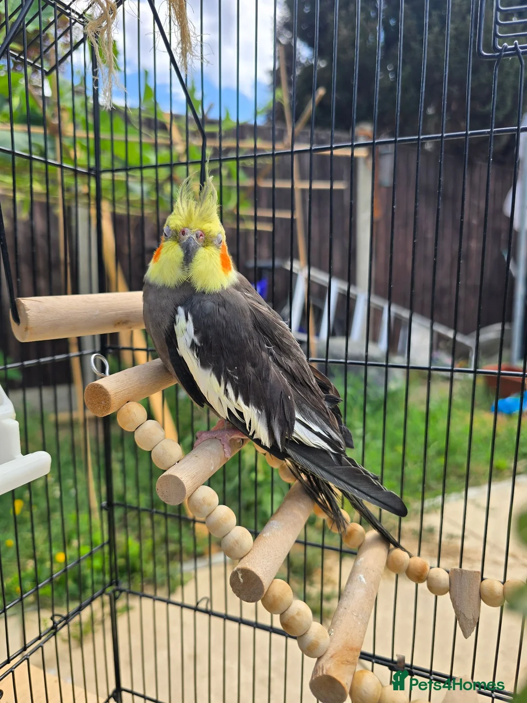 Cockatiels birds for sale: Cockatiel grey with yellow face in Dagenham - Advert 2
