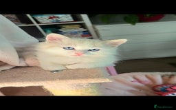 Ragdoll cats for sale: Beautiful Ragdoll Male Kitten🐾 - Image 2