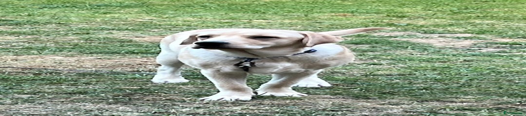 Labrador Retriever Puppy 1