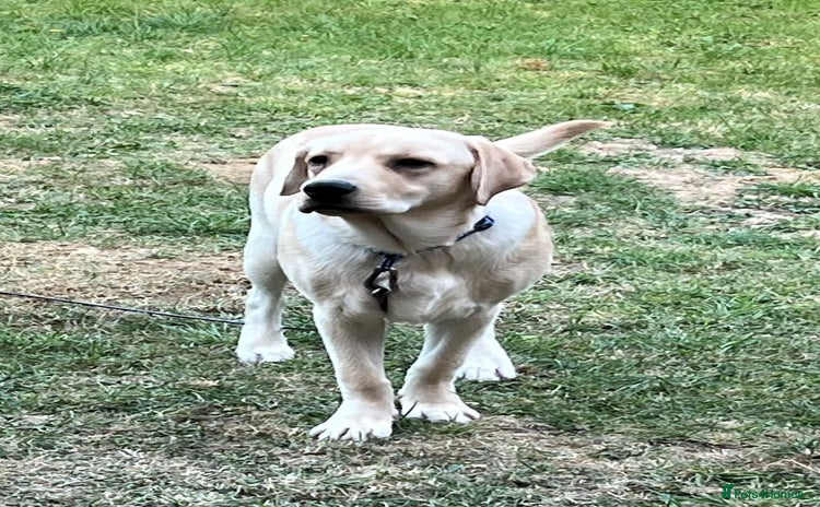 Labrador Retriever dogs - Advert 1