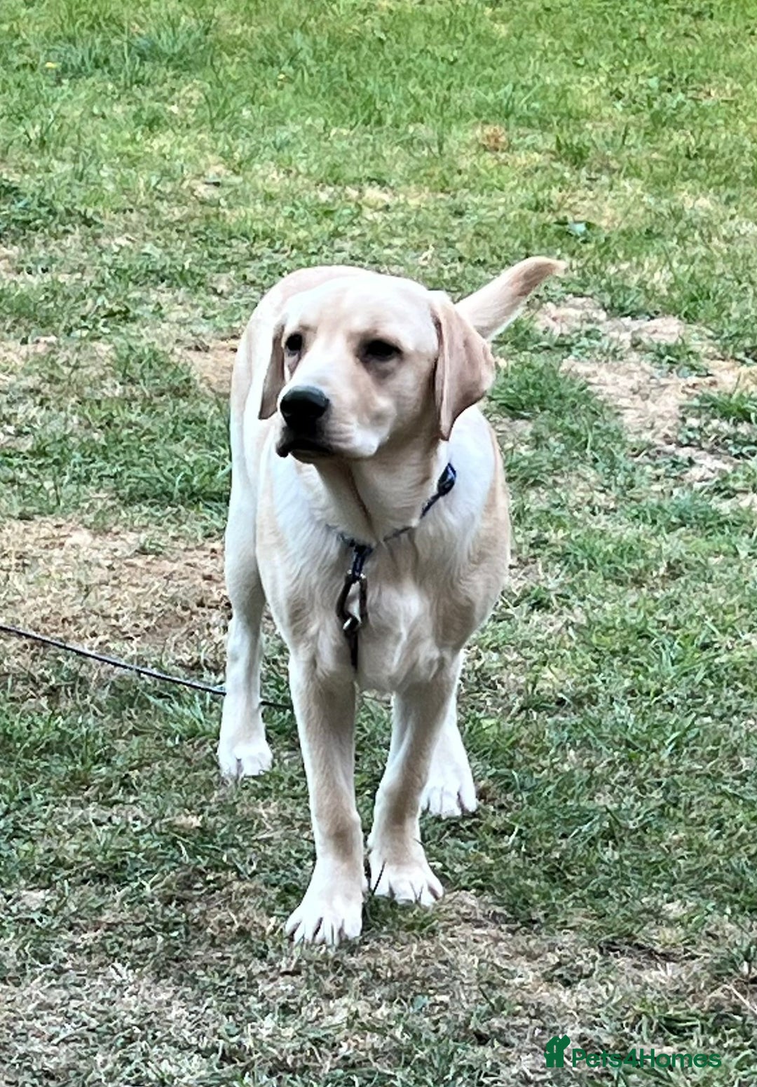 Labrador Retriever dogs for sale: Labrador Retriever Male - Image 1