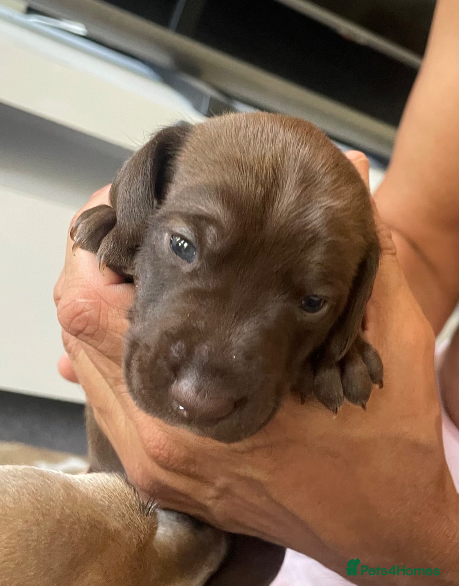 Mixed Breed dogs Iggypoo pups - the perfect dog - Advert 2