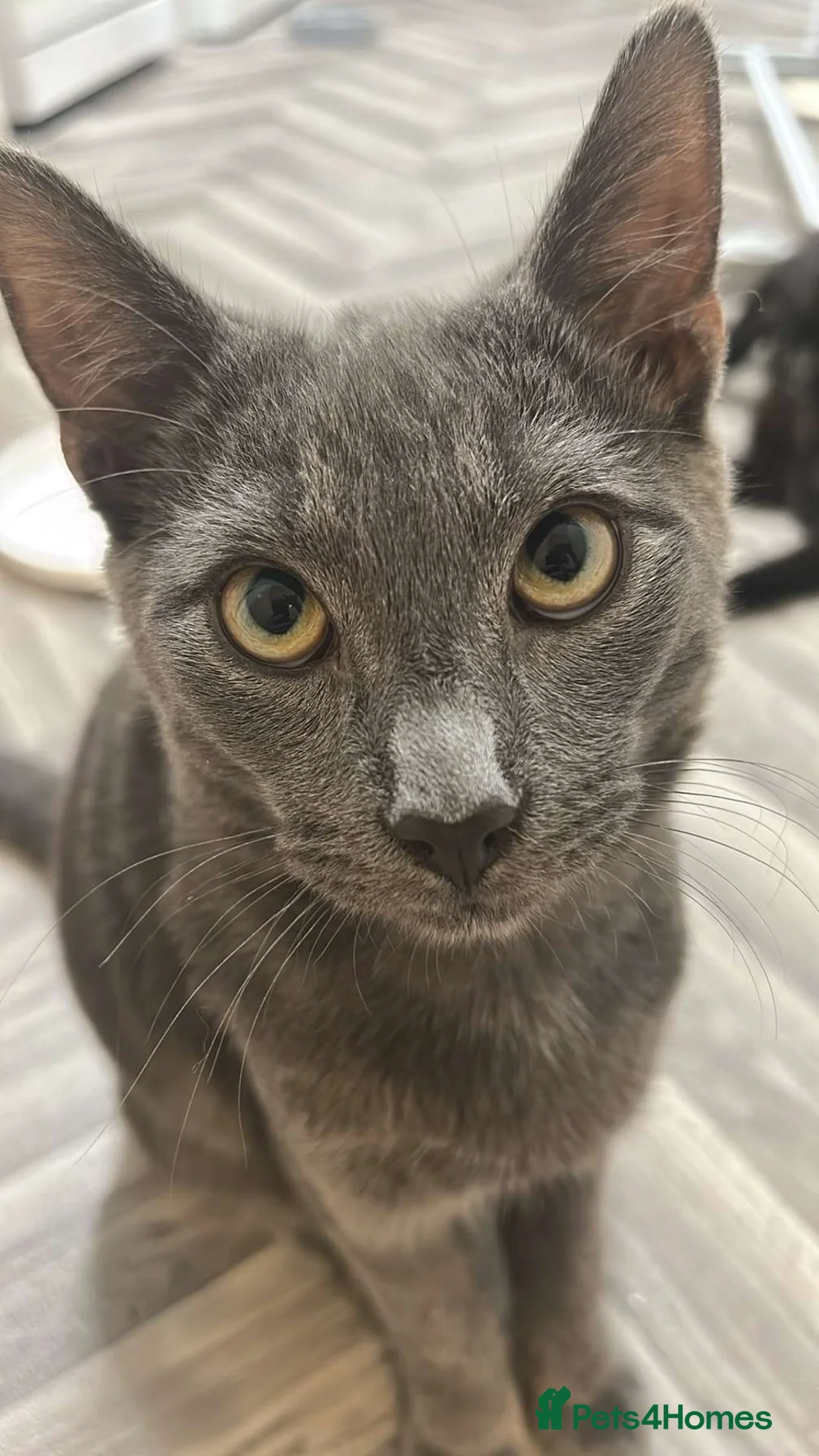 Mixed Breed cats for sale: Dusty  - Advert 1