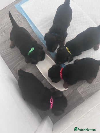 Yorkshire Terrier dogs - Advert 3