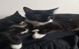 Mixed Breed cats for sale: Female  - Image 1