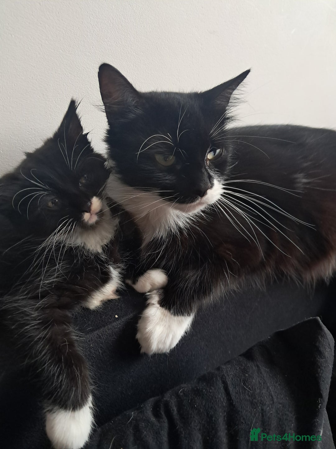 Mixed Breed cats for sale: Female  - Image 1
