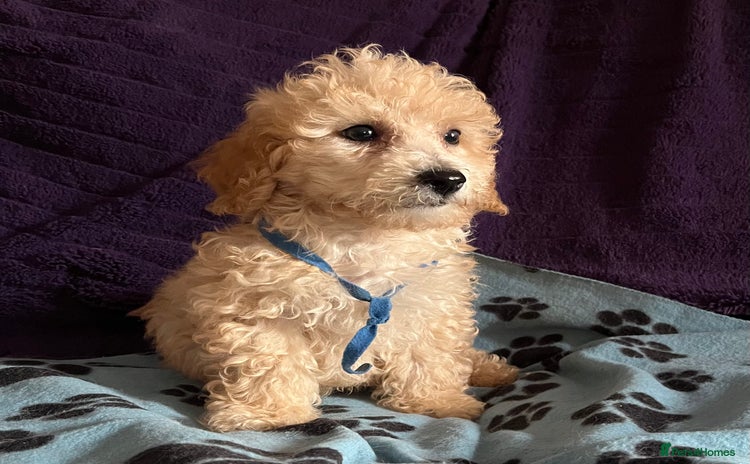 Cavapoochon dogs - Advert 4