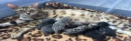 Bengal cats for sale: Gorgeous litter of TICA registered bengal kittens  - Advert 36