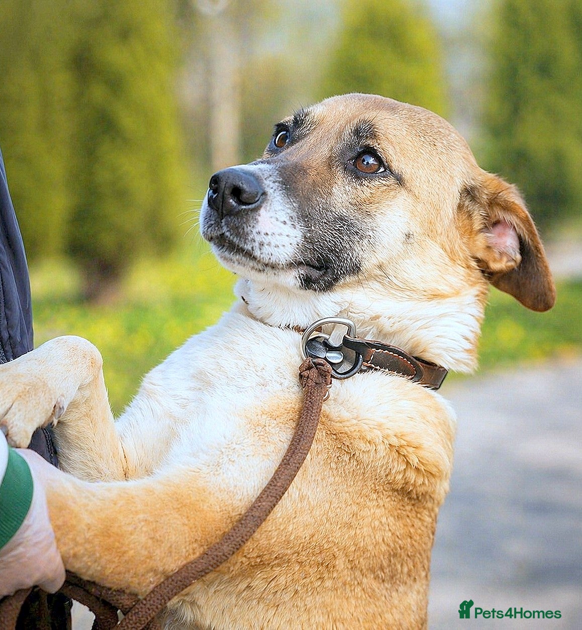 Mixed Breed dogs CODY – Soft Lurcher-Type Soul ❤️ - Advert 17