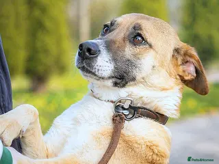 Mixed Breed dogs CODY – Soft Lurcher-Type Soul ❤️ - Advert 17