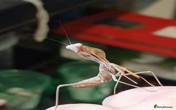 Praying Mantis invertebrates for sale: Older mantis- pre sub or sub adults  - Image 5