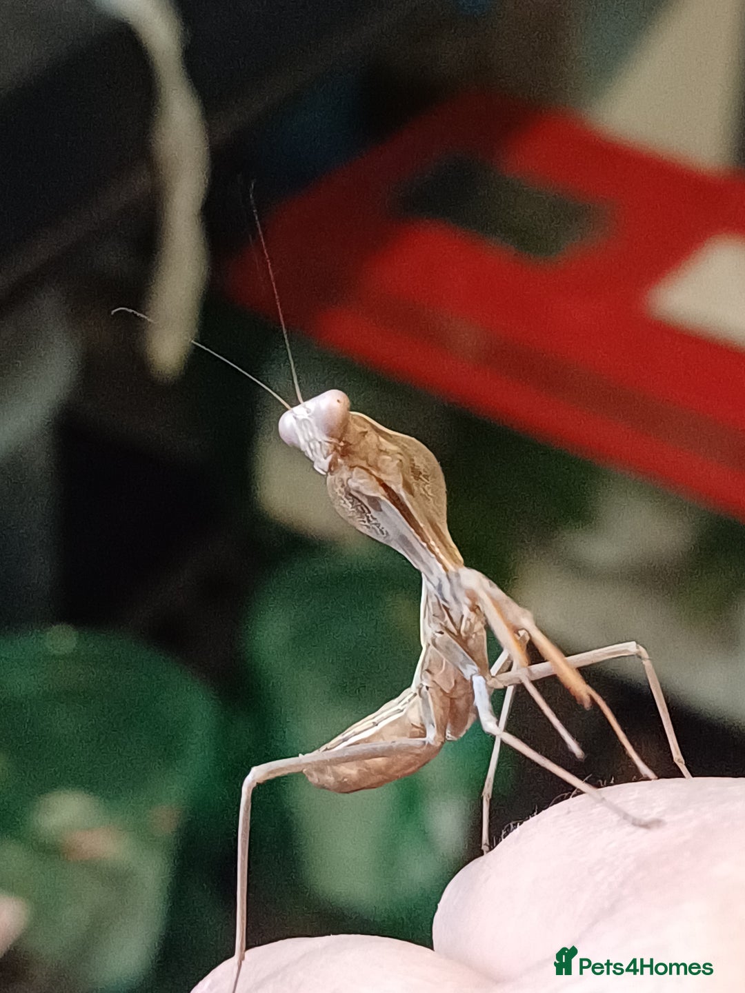 Praying Mantis invertebrates for sale: Older mantis- pre sub or sub adults  - Image 5