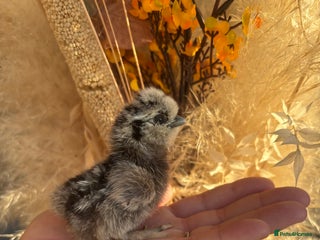 Chickens poultry - Advert 31