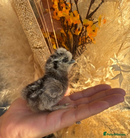 Chickens poultry - Advert 1
