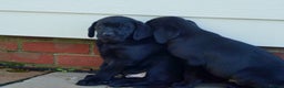 Labrador Retriever dogs for sale: Last Black Girl Available  - Advert 13