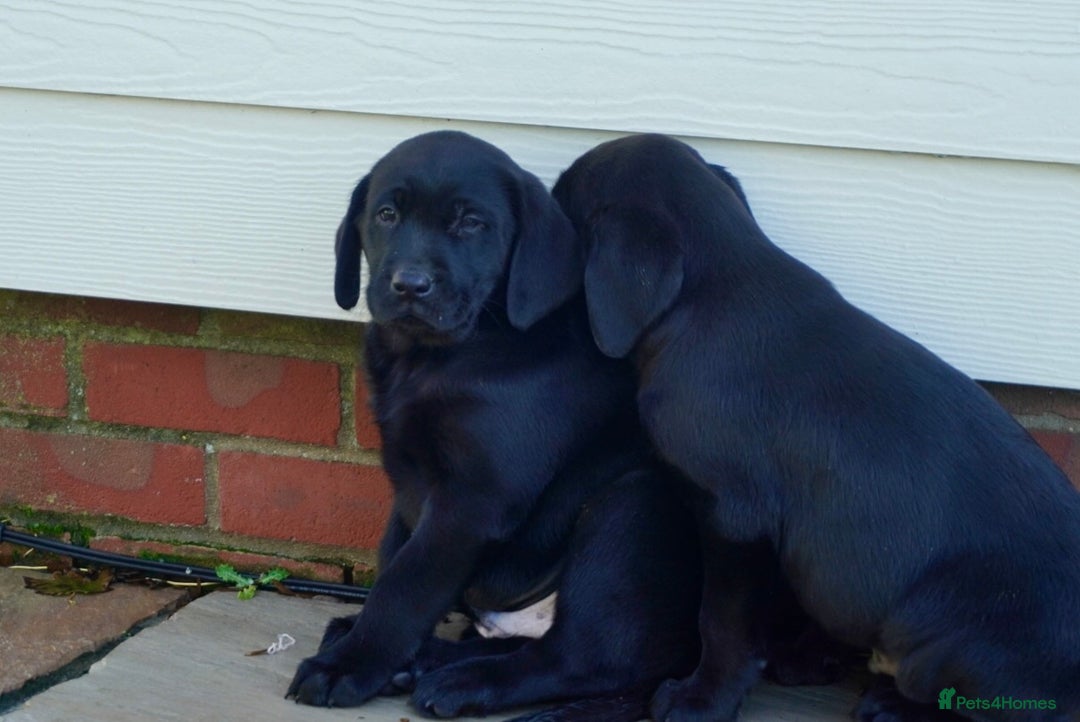 Labrador Retriever dogs for sale: Last Black Girl Available  - Advert 13