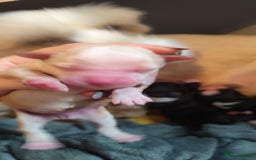 Tibetan Terrier dogs for sale: KC Tibetan Terrier Puppy  - Image 8